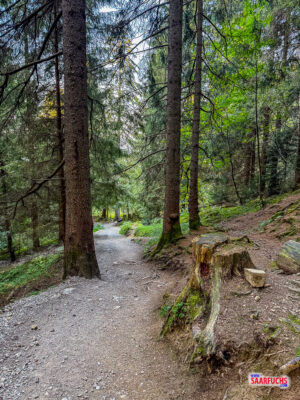 Natur belassener, schmaler Waldpfad f&uuml;r den Abstieg vom H&ouml;rnle ins Tal