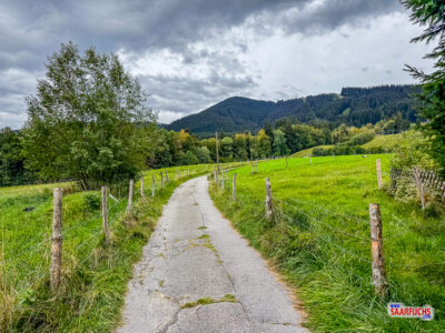 Der Ammergauer Wiesmahdweg verl&auml;uft als schmaler Spazierweg zwischen Almwiesen