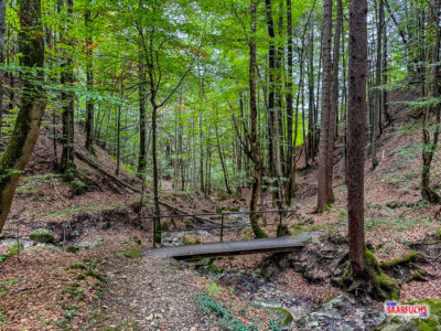 Ein kleiner Gebirgsbach flie&szlig;t durch das schattige Bett der Burggrabenschlucht